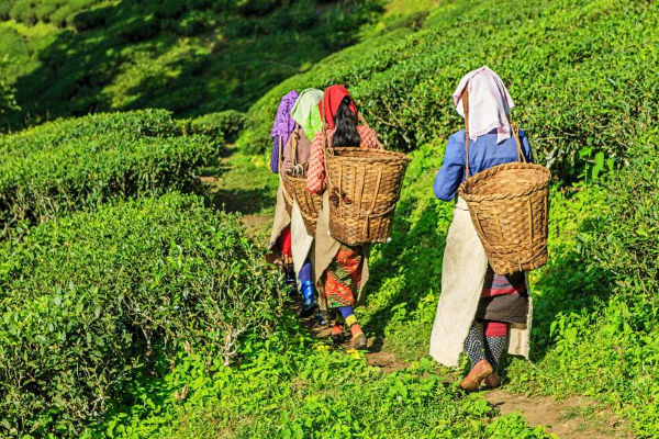 தோட்டத் தொழிலாளர்களின் சம்பள அதிகரிப்பு தொடர்பான  வர்த்தமானி வௌியானது