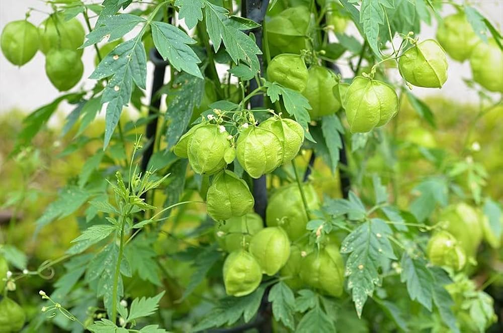 மூட்டுக்களை முடக்கிப்போடும் வாதநோய்க்கு தீர்வு தரும் முடக்கறுத்தான் கீரை