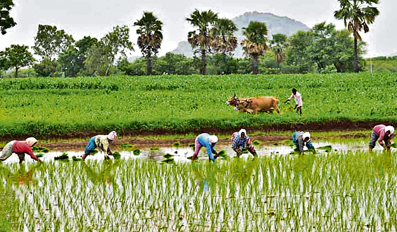 இலங்கையில் விவசாயத்தை விட்டுச்சென்ற ஒரு இலட்சம் பேர் !