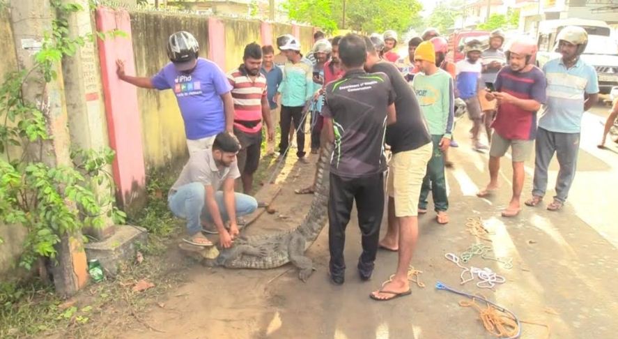 மட்டக்களப்பில்  இராட்சத முதலை மடக்கிப்பிடிப்பு