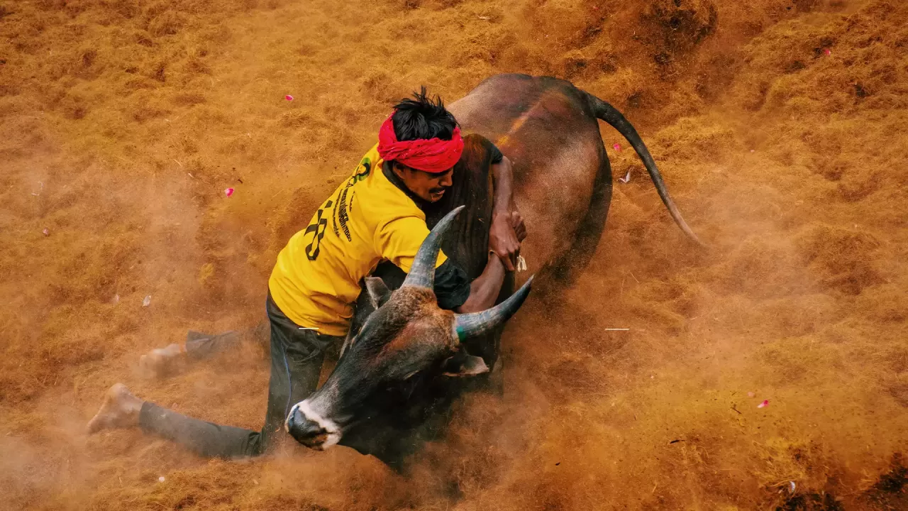 பாலமேடு ஜல்லிக்கட்டு போட்டி ; 19 பேர் காயம்