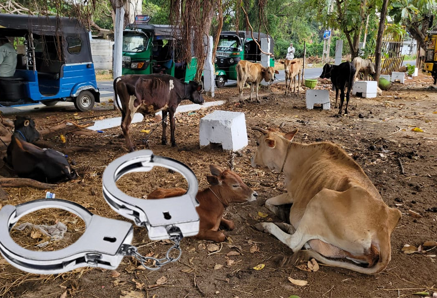 சட்டவிரோதமாக மாடுகளை கடத்தி சென்றவர் கைது