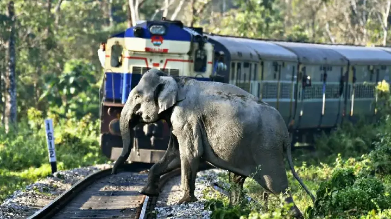 ரயில் – யானை மோதலை தடுக்க AI தொழில்நுட்பம்